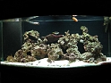FishTanks_Oct2010 (21)